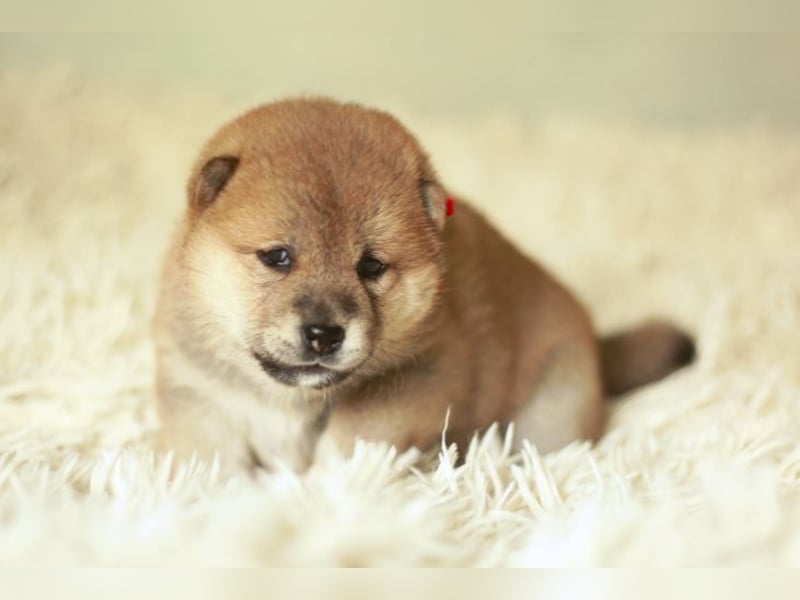 Schöne rote Shiba inu Welpen MEI, MIKA, MASARU mit FCI dokumenten