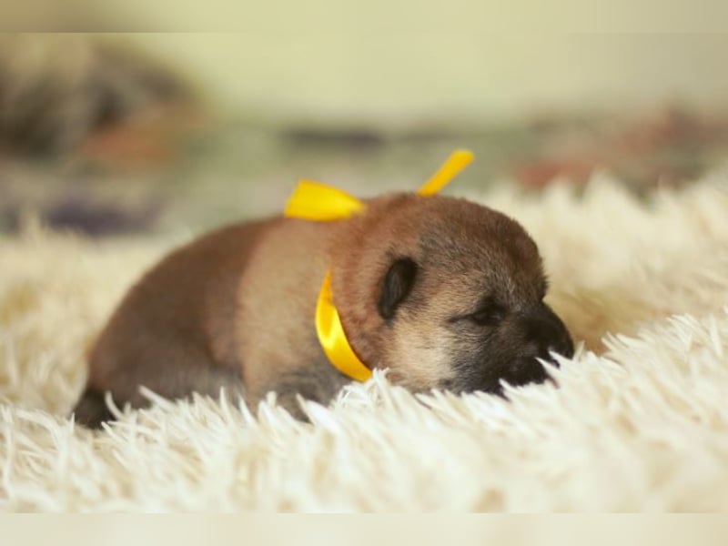 hübsche kleine MEI