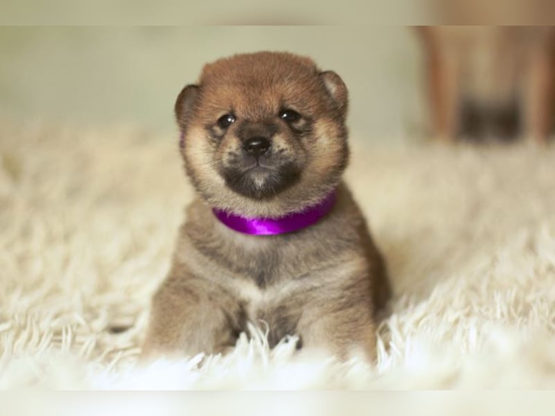 Schöne rote Shiba inu Welpen MEI, MIKA, MASARU mit FCI dokumenten