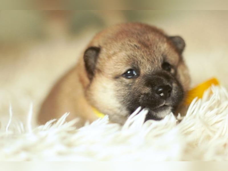 Schöne rote Shiba inu Welpen MEI, MIKA, MASARU mit FCI dokumenten