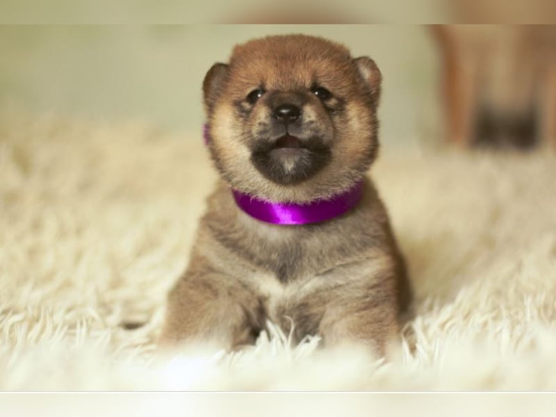 Schöne rote Shiba inu Welpen MEI, MIKA, MASARU mit FCI dokumenten