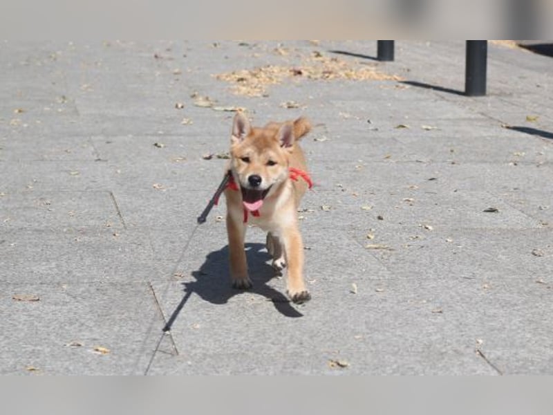 Schöne rote Shiba inu Welpe MEI,  mit FCI dokumenten
