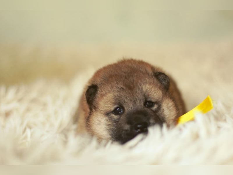 Schöne rote Shiba inu Welpen MEI, MIKA, MASARU mit FCI dokumenten