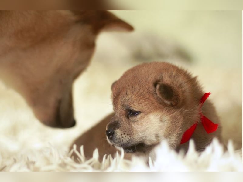 Schöne rote Shiba inu Welpen MEI, MIKA, MASARU mit FCI dokumenten