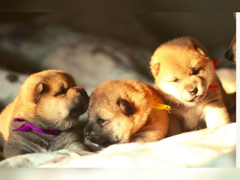 Schöne rote Shiba inu Welpen MEI, MIKA, MASARU mit FCI dokumenten