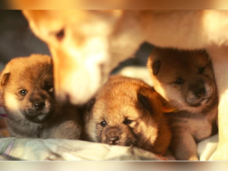 Schöne rote Shiba inu Welpen MEI, MIKA, MASARU mit FCI dokumenten