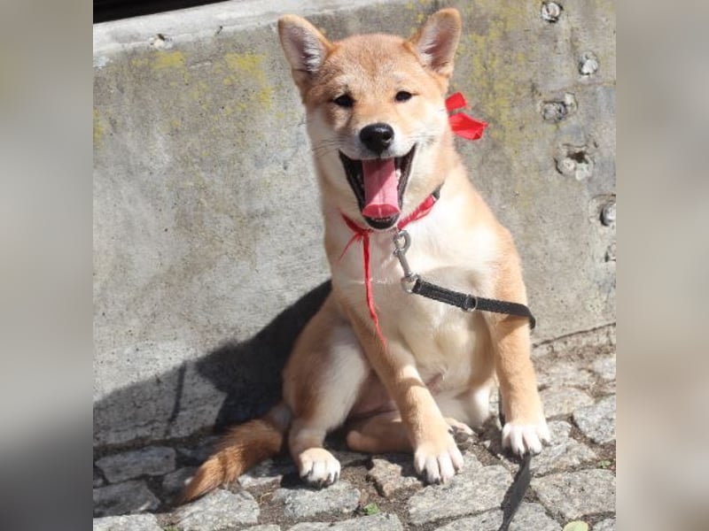 Schöne rote Shiba inu Welpe MEI,  mit FCI dokumenten