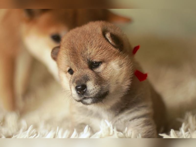 Schöne rote Shiba inu Welpen MEI, MIKA, MASARU mit FCI dokumenten