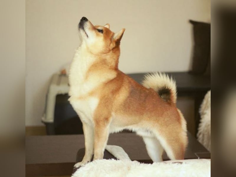 Schöne rote Shiba inu Welpe MEI,  mit FCI dokumenten