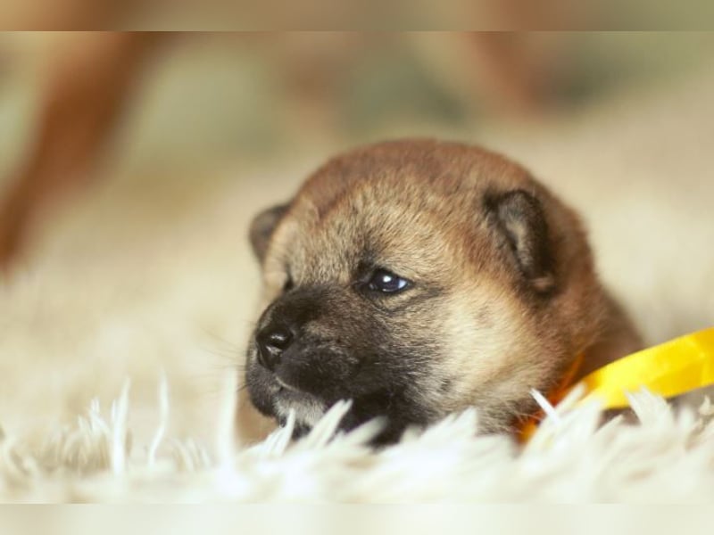 Schöne rote Shiba inu Welpen MEI, MIKA, MASARU mit FCI dokumenten