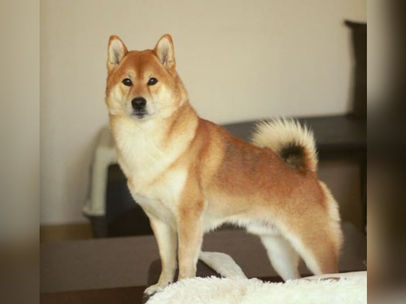 Schöne rote Shiba inu Welpe MEI,  mit FCI dokumenten