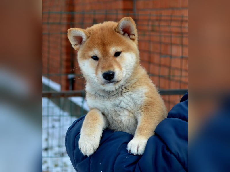 Reserve der reinrassigen Shiba-Welpen geöffnet