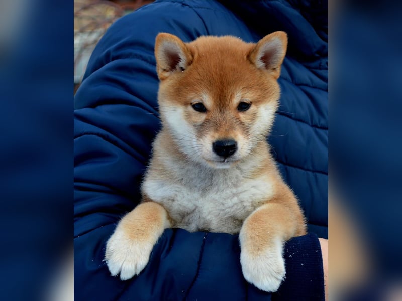 Reserve der reinrassigen Shiba-Welpen geöffnet