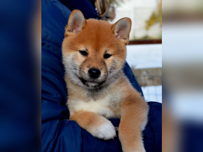 Reserve der reinrassigen Shiba-Welpen geöffnet