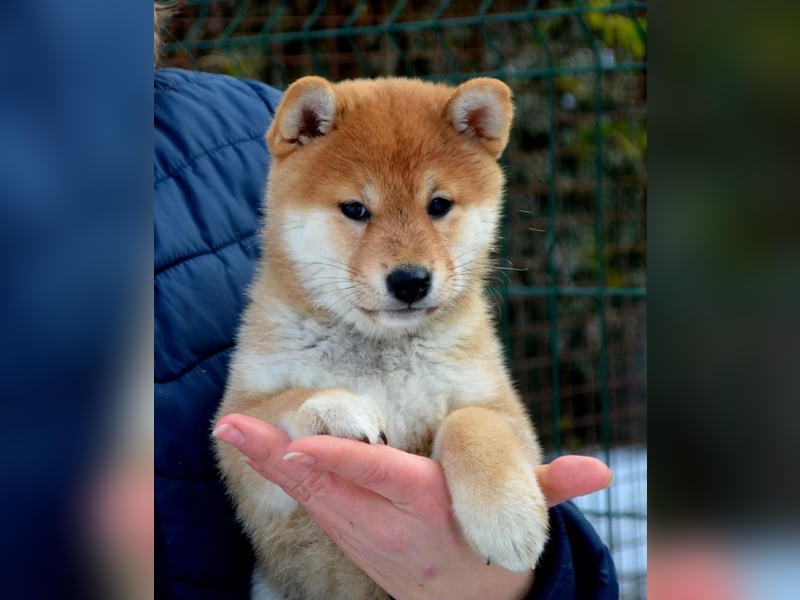 Reserve der reinrassigen Shiba-Welpen geöffnet