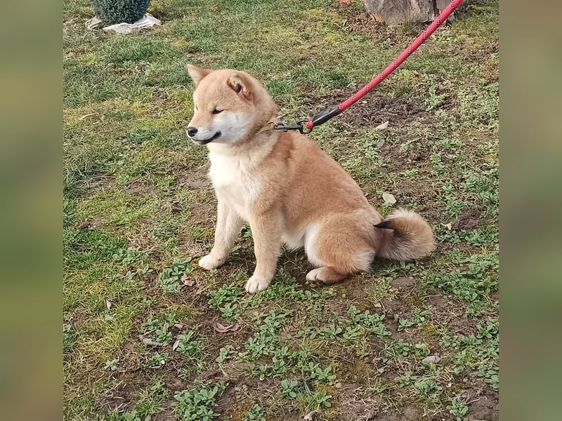 Shiba inu Hündinen