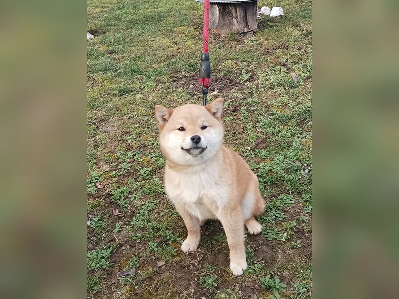 Shiba inu Hündinen