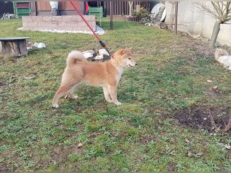 Shiba inu Hündinen