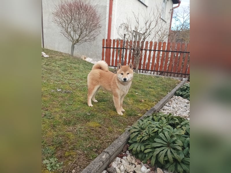Shiba inu Hündinen