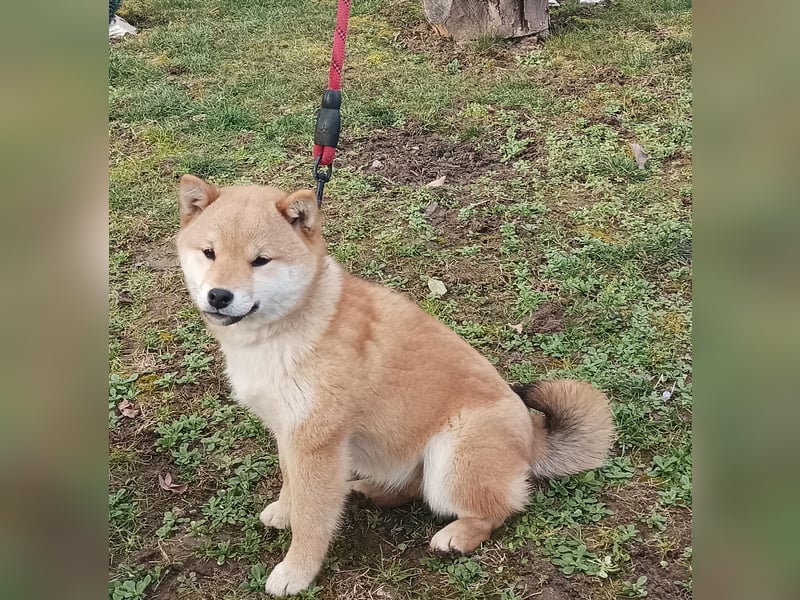 Shiba inu Hündinen