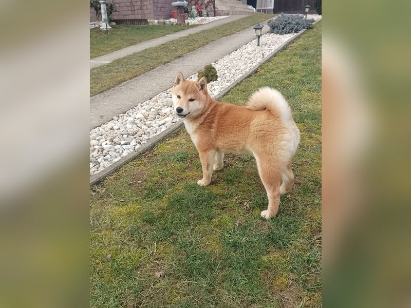 Shiba inu Hündinen
