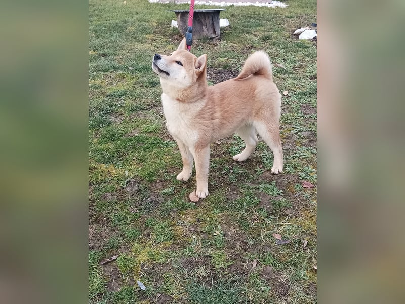 Shiba inu Hündinen