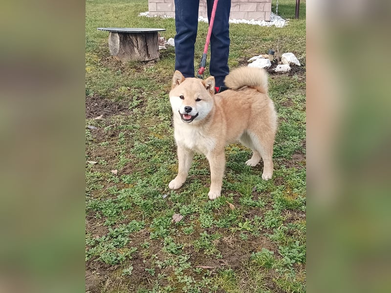 Shiba inu Hündinen