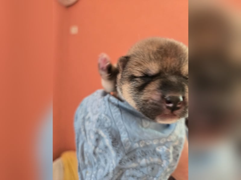 Shiba inu Welpen.   vom Haus Joe   ,Liebhaberzucht