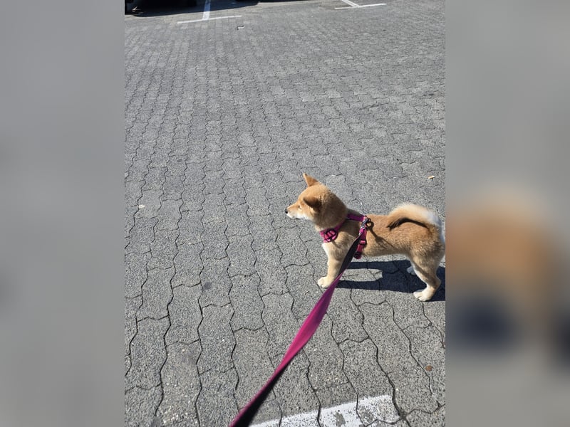 Shiba inu Welpen.   vom Haus Joe   ,Liebhaberzucht
