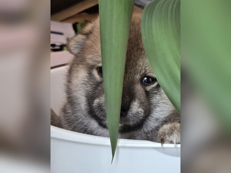 Shiba inu Welpen.   vom Haus Joe   ,Liebhaberzucht