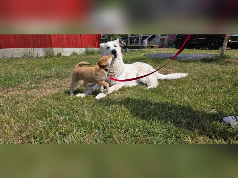 Shiba inu Welpen.   vom Haus Joe   ,Liebhaberzucht