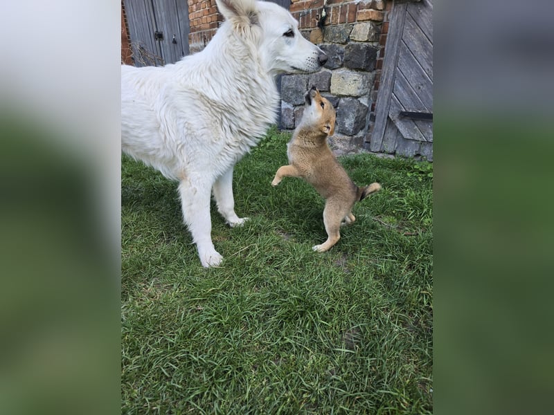 Shiba inu Welpen.   vom Haus Joe   ,Liebhaberzucht