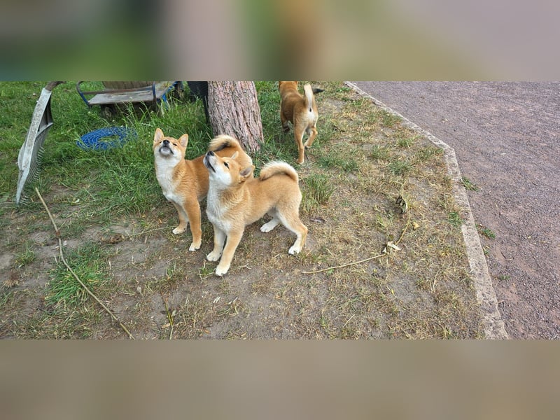 Shiba inu Welpen.   vom Haus Joe   ,Liebhaberzucht