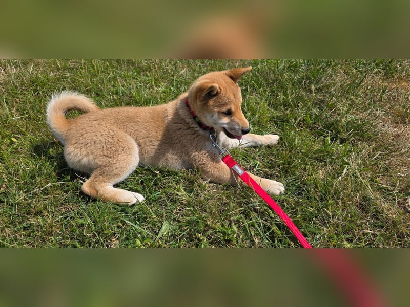 Shiba inu Welpen.   vom Haus Joe   ,Liebhaberzucht