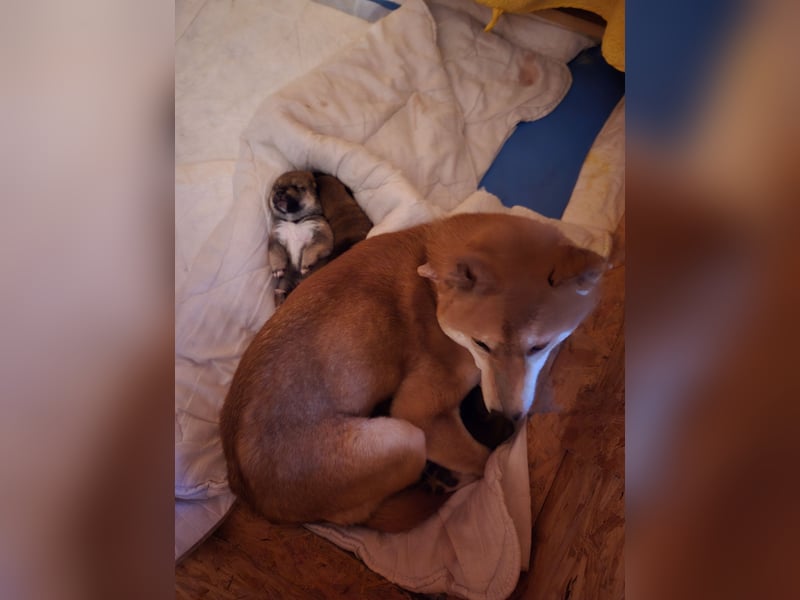 Shiba inu Welpen.   vom Haus Joe   ,Liebhaberzucht