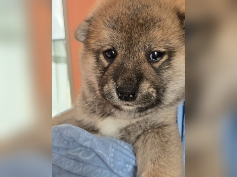 Shiba inu Welpen.   vom Haus Joe   ,Liebhaberzucht