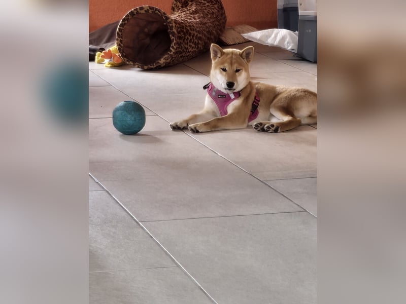 Shiba inu Welpen.   vom Haus Joe   ,Liebhaberzucht