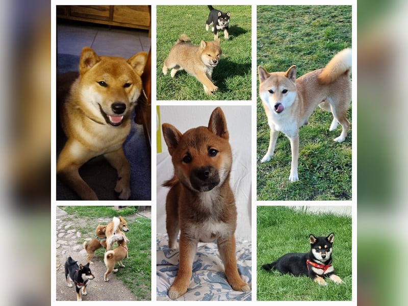 Shiba inu Welpen.   vom Haus Joe   ,Liebhaberzucht