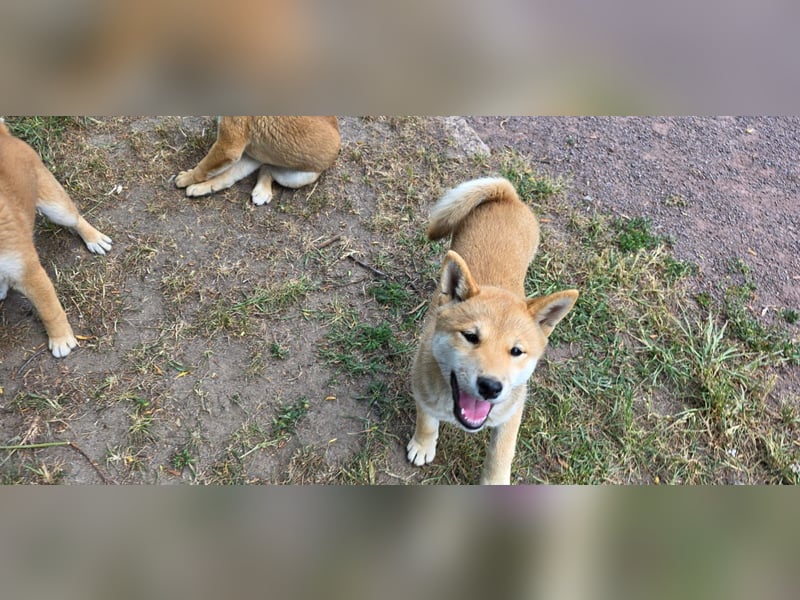 Shiba inu Welpen.   vom Haus Joe   ,Liebhaberzucht