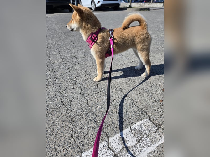 Shiba inu Welpen.   vom Haus Joe   ,Liebhaberzucht
