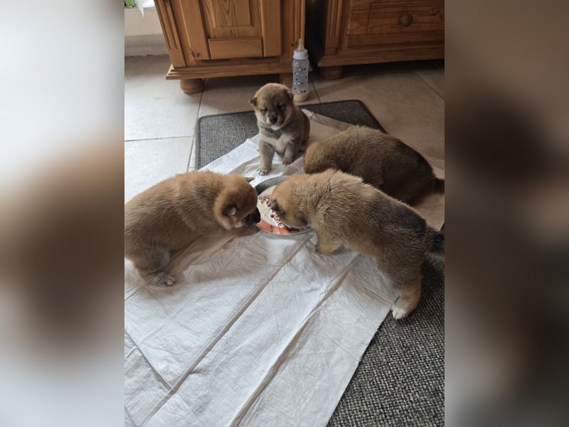 Shiba inu Welpen.   vom Haus Joe   ,Liebhaberzucht