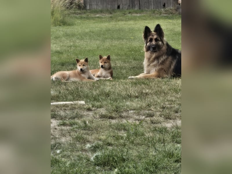 Shiba inu Welpen.   vom Haus Joe   ,Liebhaberzucht