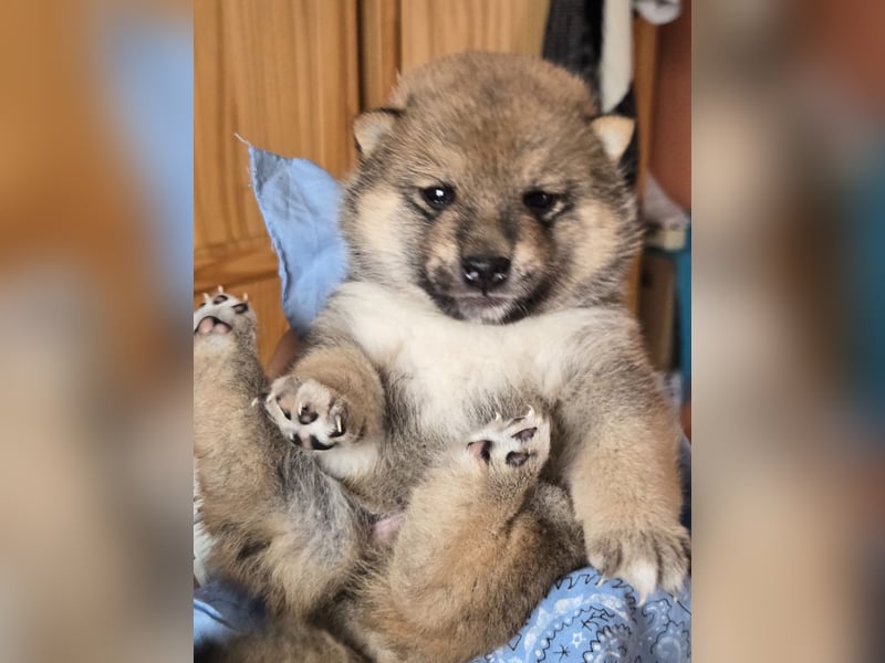 Shiba inu Welpen.   vom Haus Joe   ,Liebhaberzucht