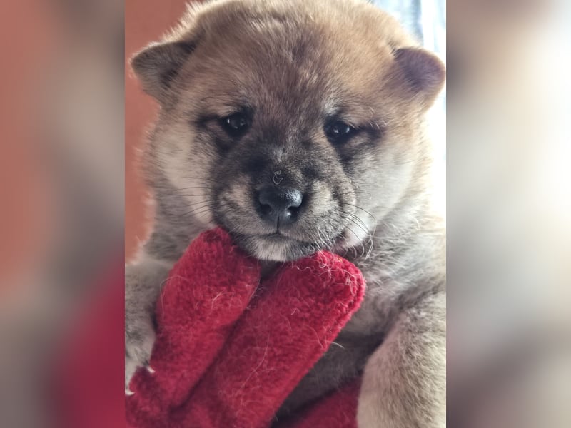 Shiba inu Welpen.   vom Haus Joe   ,Liebhaberzucht