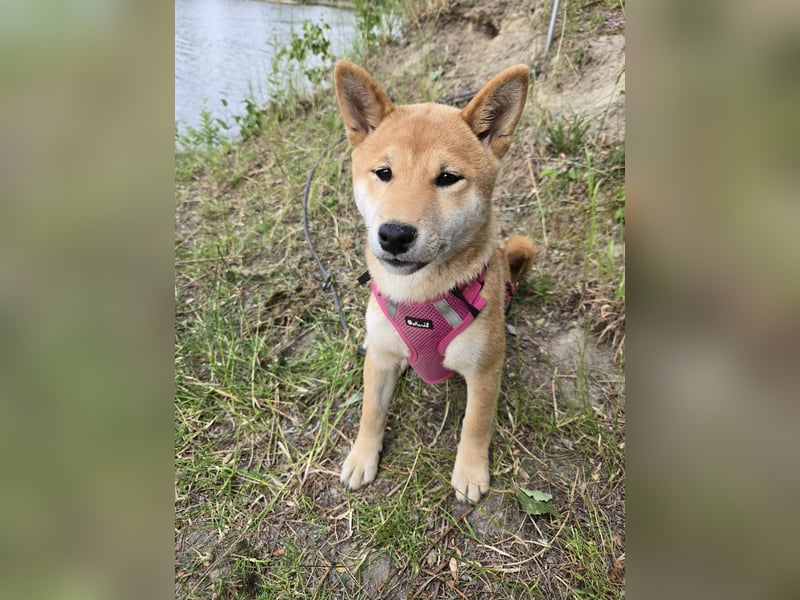 Shiba inu Welpen.   vom Haus Joe   ,Liebhaberzucht