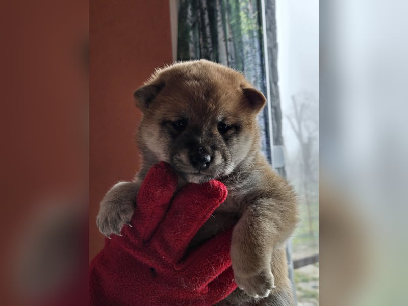 Shiba inu Welpen.   vom Haus Joe   ,Liebhaberzucht