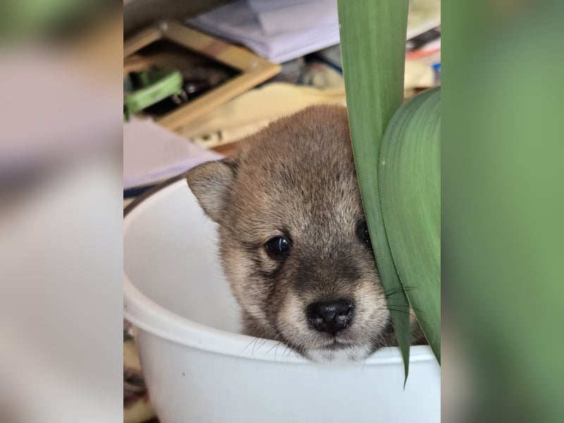 Shiba inu Welpen.   vom Haus Joe   ,Liebhaberzucht