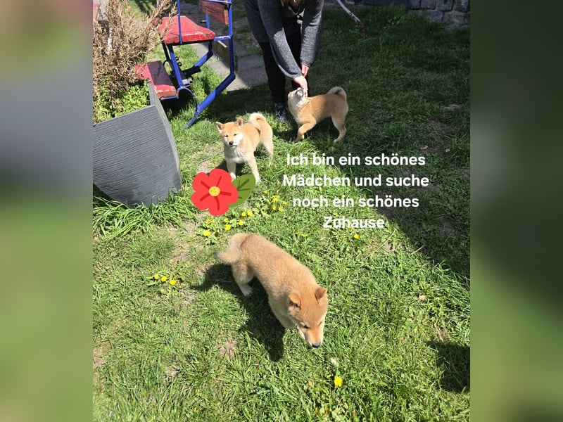 Shiba inu Welpen.   vom Haus Joe   ,Liebhaberzucht