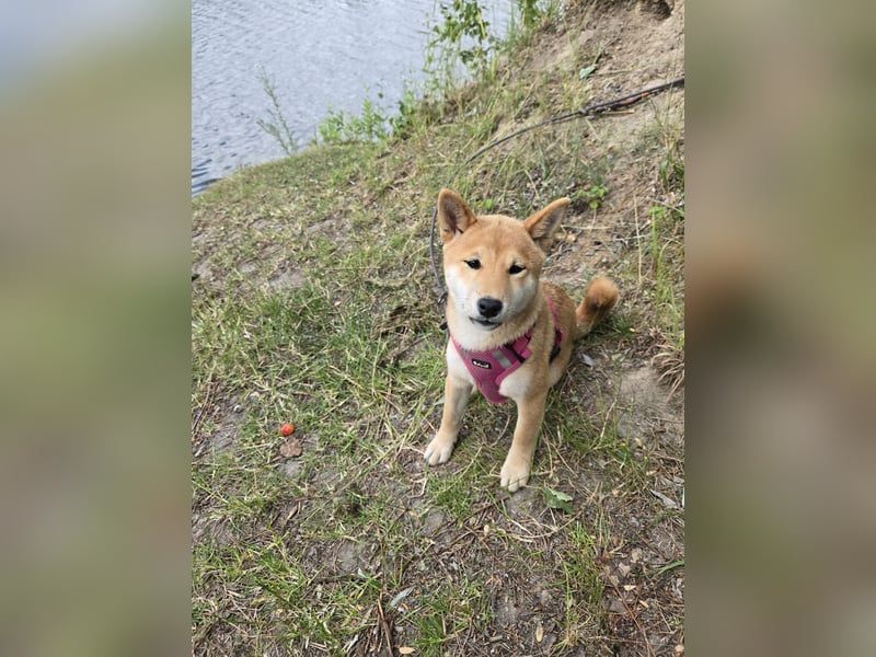 Shiba inu Welpen.   vom Haus Joe   ,Liebhaberzucht