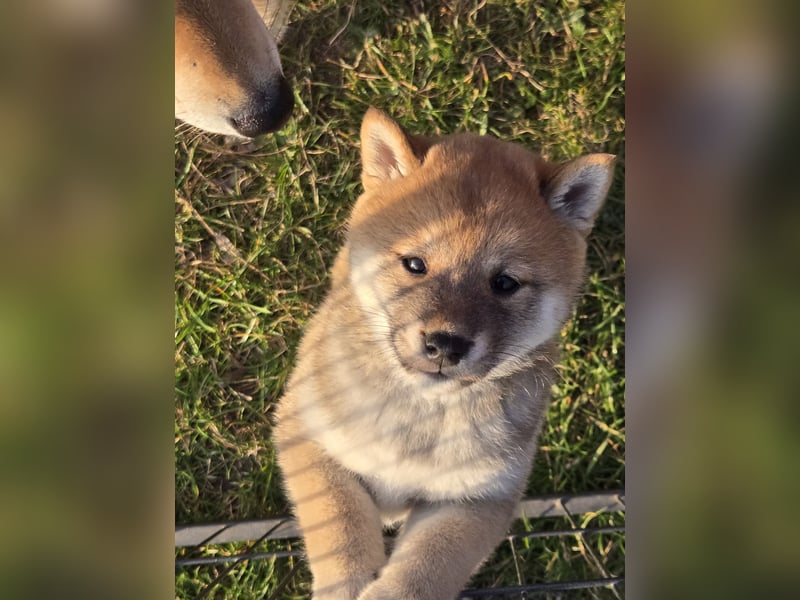 Shiba inu Welpen.   vom Haus Joe   ,Liebhaberzucht